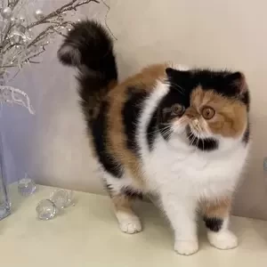 064 Rosanna (U) Exotic shorthair female kitten | PostAds PH