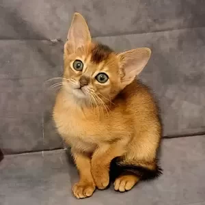 052 Bella Brittany (U) purebred Abyssinian female kitten | PostAds PH