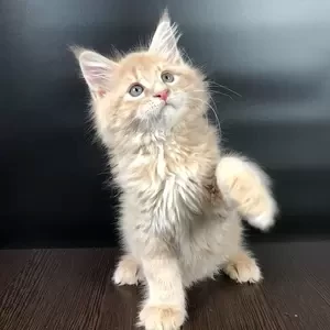121 Quentin (U) Maine Coon male kitten | PostAds PH