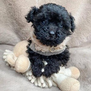 Poodle puppies | PostAds PH