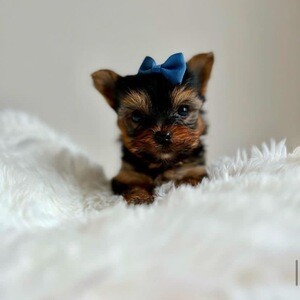 Yorkie pupy | PostAds PH