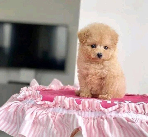 Toy poodle puppies 