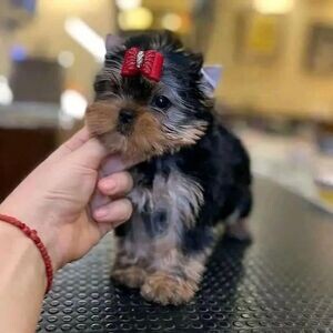 Female Yorkie puppy’s | PostAds PH
