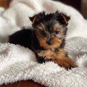 Yorkie puppy | PostAds PH