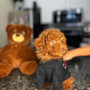 Poodles puppy | PostAds PH