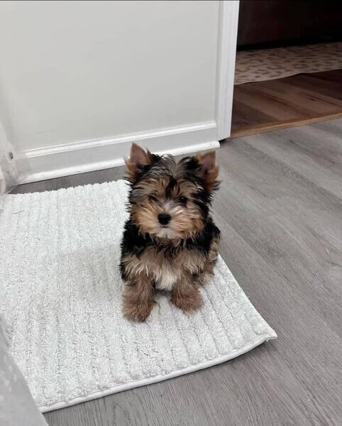 Teacup Yorkie puppy’s 
