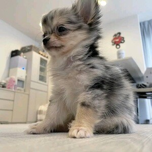 Chihuahua puppies | PostAds PH