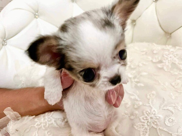 Teacup chihuahua puppy 