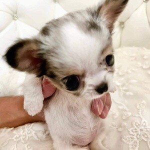 Teacup chihuahua puppy | PostAds PH