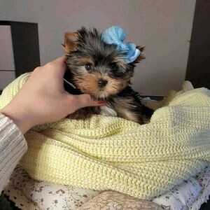 Female Yorkie puppy | PostAds PH
