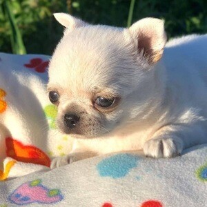 Chihuahua puppy’s | PostAds PH