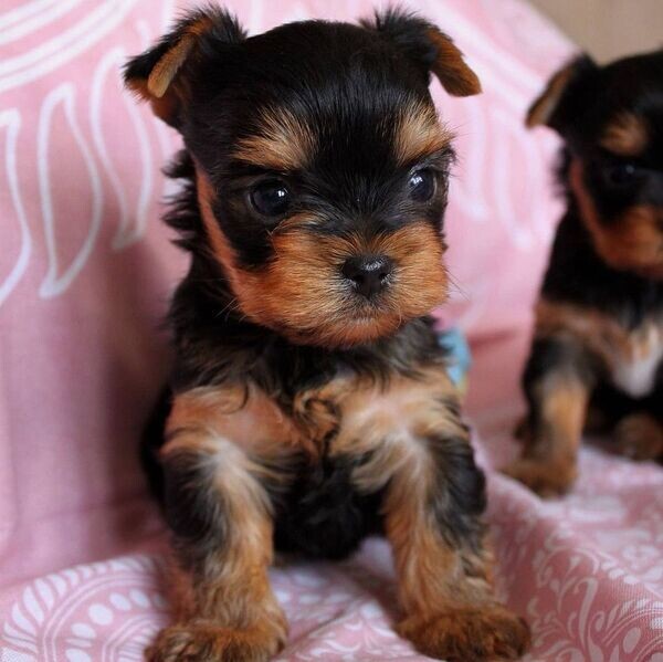 Yorkies baby’s 