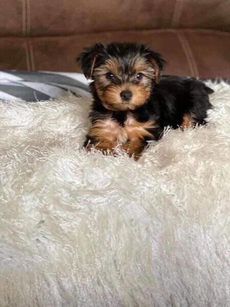 Teacup Yorkie pupy