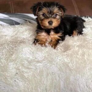 Teacup Yorkie pupy | PostAds PH