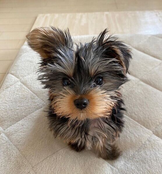 Yorkie pupp***