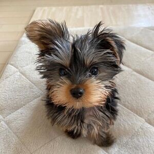 Yorkie pupp*** | PostAds PH