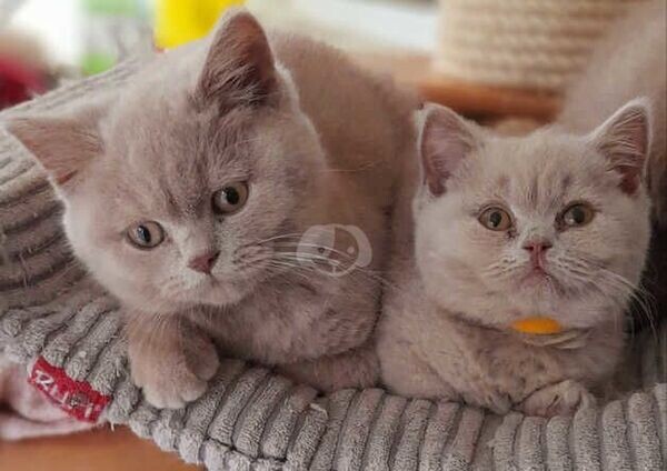 cute kittens ready