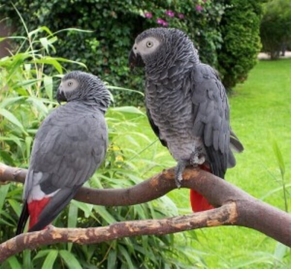  African grey parrot.