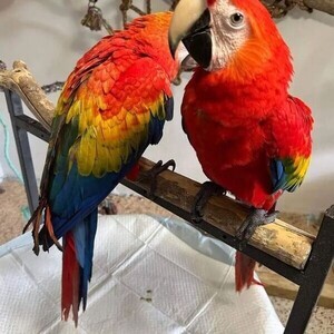 Scarlet Macaw | PostAds PH