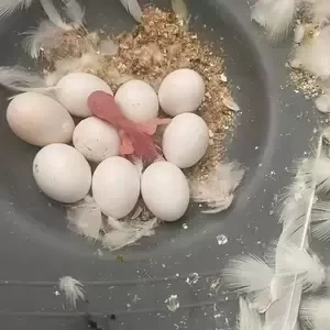 PARROT EGGS | PostAds PH