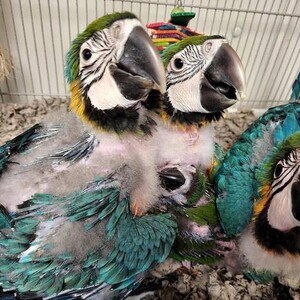 GOLD PARROT | PostAds PH