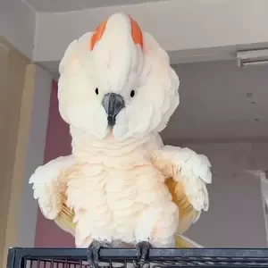 Pair of Umbrella Cockatoo parrots | PostAds PH