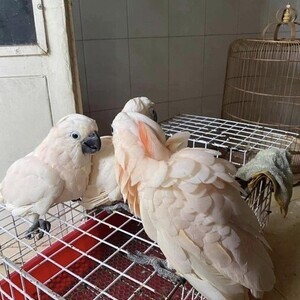 Moluccan Cockatoo parrots | PostAds PH