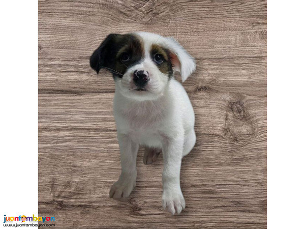 Jack Russel Terrier x Japspitz VWhatsApp:+63-9455-189-371  Viber:+63-9455-189-371