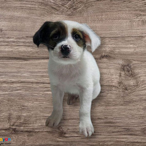 Jack Russel Terrier x Japspitz VWhatsApp:+63-9455-189-371 Viber:+63-9455-189-371 | PostAds PH