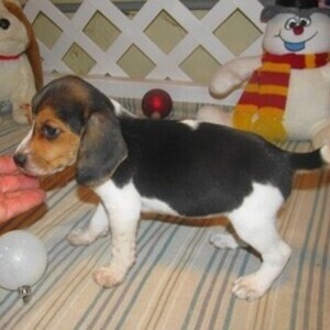 Beagle Puppies Male and Female WhatsApp:+63-9455-189-371 Viber:+63-9455-189-371 | PostAds PH