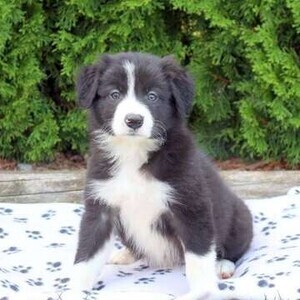 Border Collie Male and Female WhatsApp:+63-9455-189-371 Viber:+63-9455-189-371 | PostAds PH