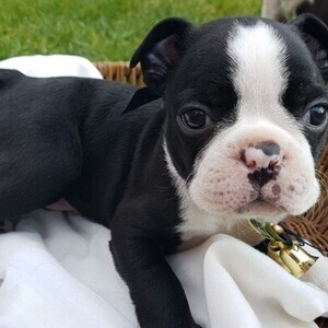 Boston Terrier puppy Male and Female WhatsApp:+63-9455-189-371 Viber:+63-9455-189-371 | PostAds PH