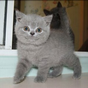 British Shorthair WhatsApp:+63-9455-189-371 Viber:+63-9455-189-371 | PostAds PH
