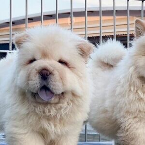 Chow Chow WhatsApp:(+63-9455-189-371) Viber:(+63-9455-189-371) | PostAds PH