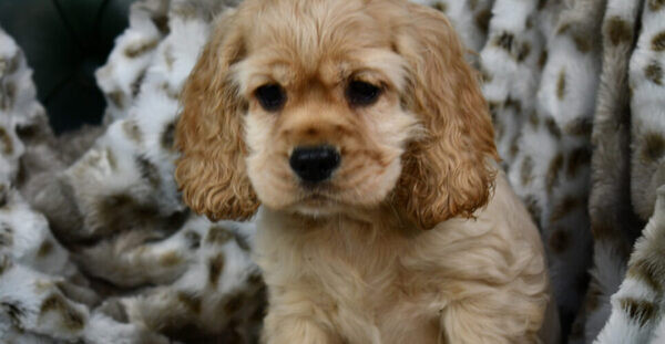 Cocker Spaniel pups WhatsApp:+63-9455-189-371  Viber:+63-9455-189-371