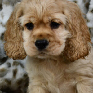 Cocker Spaniel pups WhatsApp:+63-9455-189-371 Viber:+63-9455-189-371 | PostAds PH