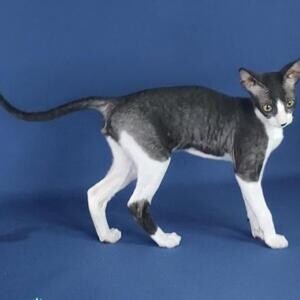 Cornish kittens WhatsApp:+63-9455-189-371 Viber:+63-9455-189-371 | PostAds PH