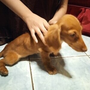 Dachshund Pups WhatsApp:+63-9455-189-371 Viber:+63-9455-189-371 | PostAds PH