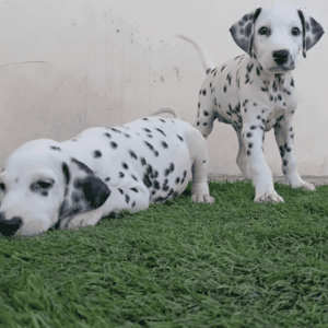 Dalmatian puppies Male and Female WhatsApp:+63-9455-189-371 Viber:+63-9455-189-371 | PostAds PH