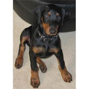 Doberman puppies Male and Female WhatsApp:+63-9455-189-371 Viber:+63-9455-189-371 | PostAds PH