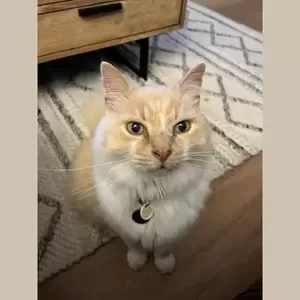 Male Domestic Medium Hair (DMH) Cat | PostAds PH