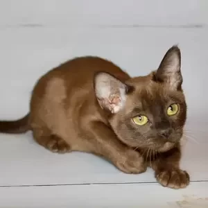 037 Ride (U) Burmese male kitten | PostAds PH