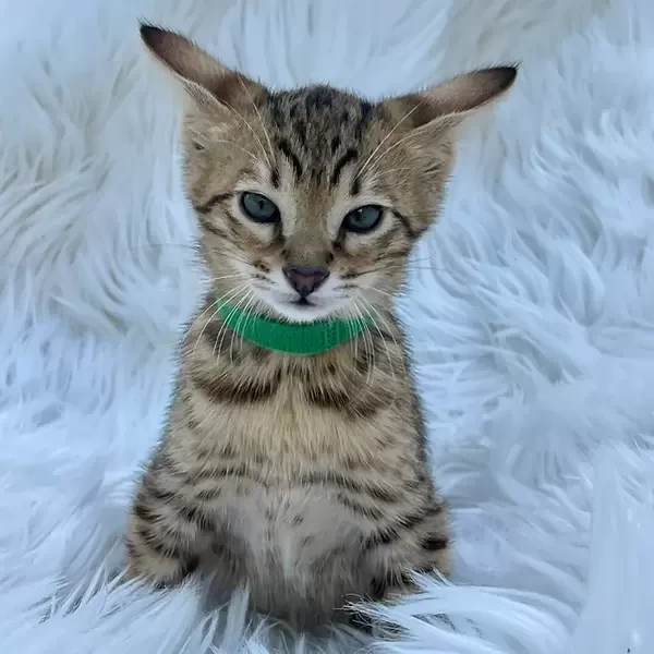 Savannah PUPPY