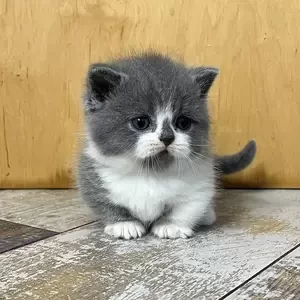 067 Techik (U) Munchkin shorthair male kitten | PostAds PH