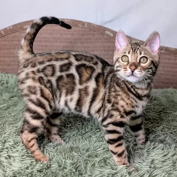 103 Hope (U) purebred Bengal female kitten