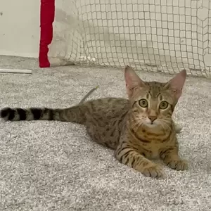 355 Buttercup (FL) Savannah F7 female kitten | PostAds PH