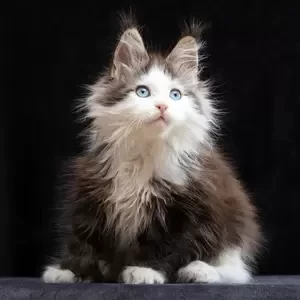 247 Jumbo Polydactyl 6/6/6/6 (R) Maine Coon male kitten | PostAds PH