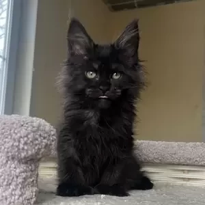 Maine Coon female kitten | PostAds PH