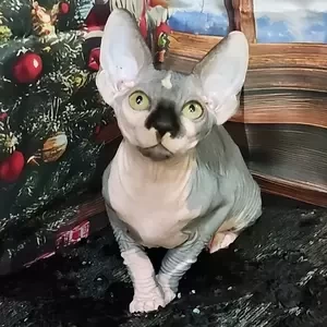 167 Leon (U) Sphynx male kitten | PostAds PH