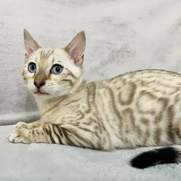 060 Benjamin (U) purebred Bengal male kitten